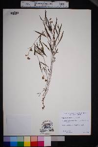 Mirabilis linearis image