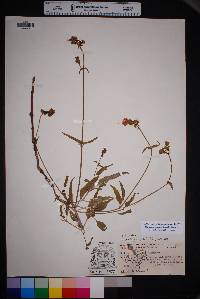 Mirabilis linearis image