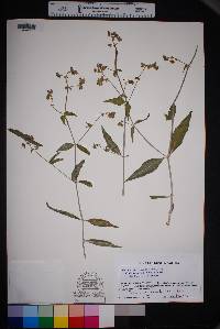 Mirabilis linearis image