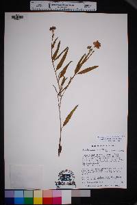 Mirabilis linearis image