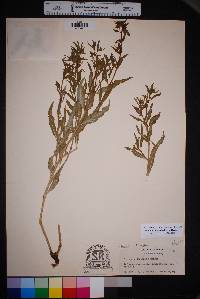 Mirabilis linearis image