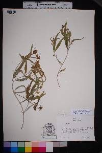 Mirabilis linearis image