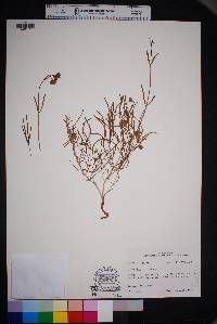 Mirabilis linearis image