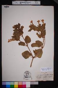 Mirabilis multiflora image