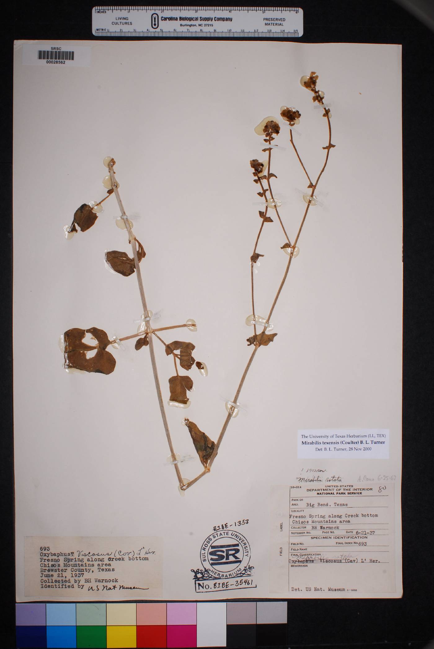 Mirabilis texensis image