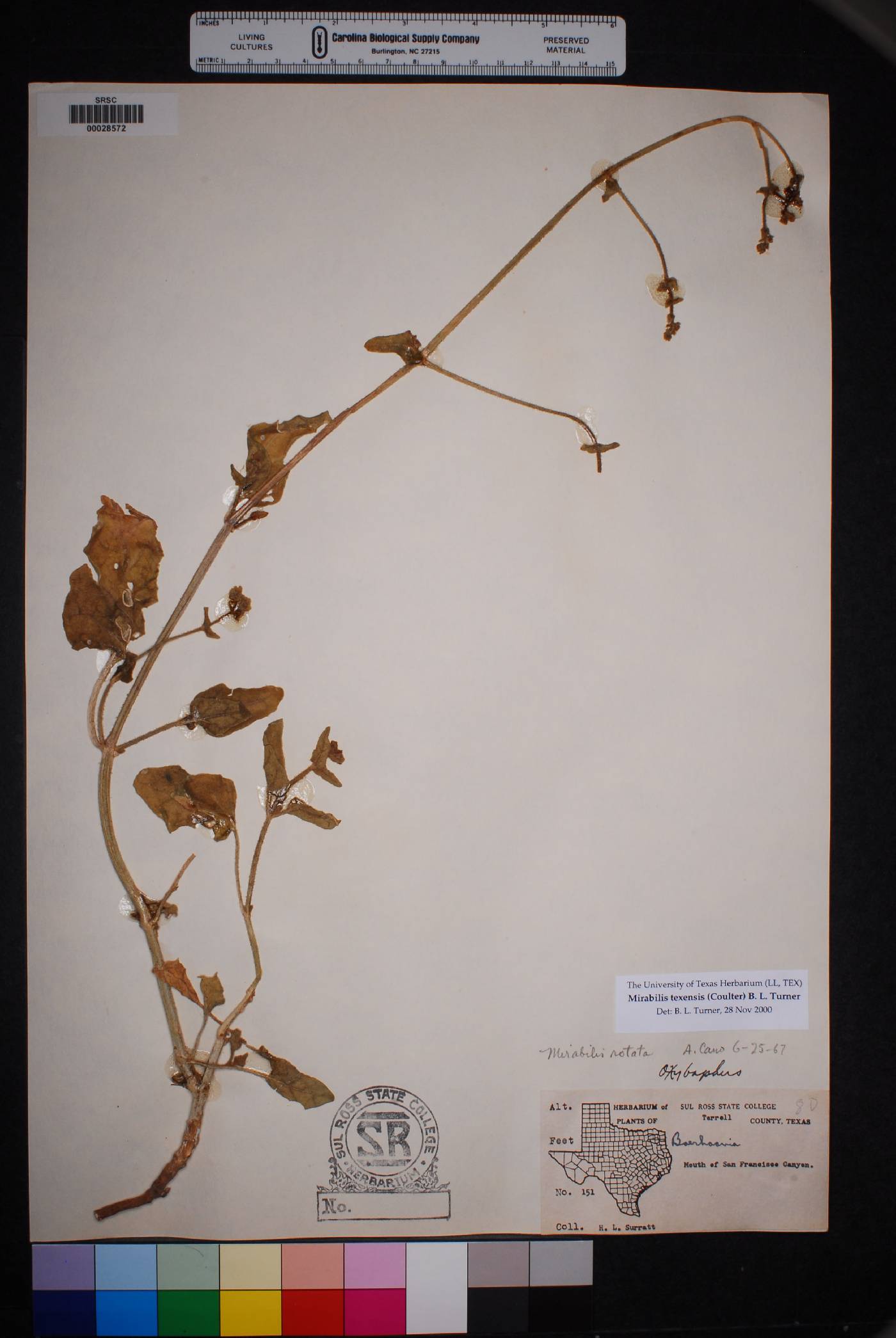 Mirabilis texensis image