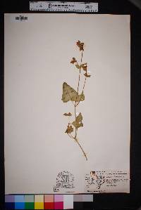 Mirabilis albida image