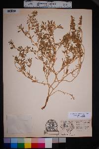 Sesuvium verrucosum image