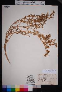 Sesuvium verrucosum image