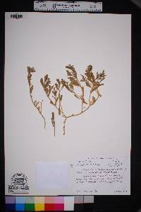 Sesuvium verrucosum image