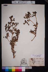 Trianthema portulacastrum image