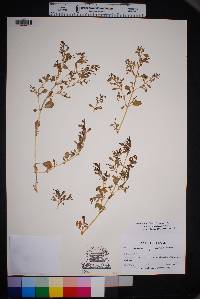 Trianthema portulacastrum image