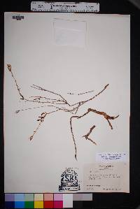 Talinopsis frutescens image