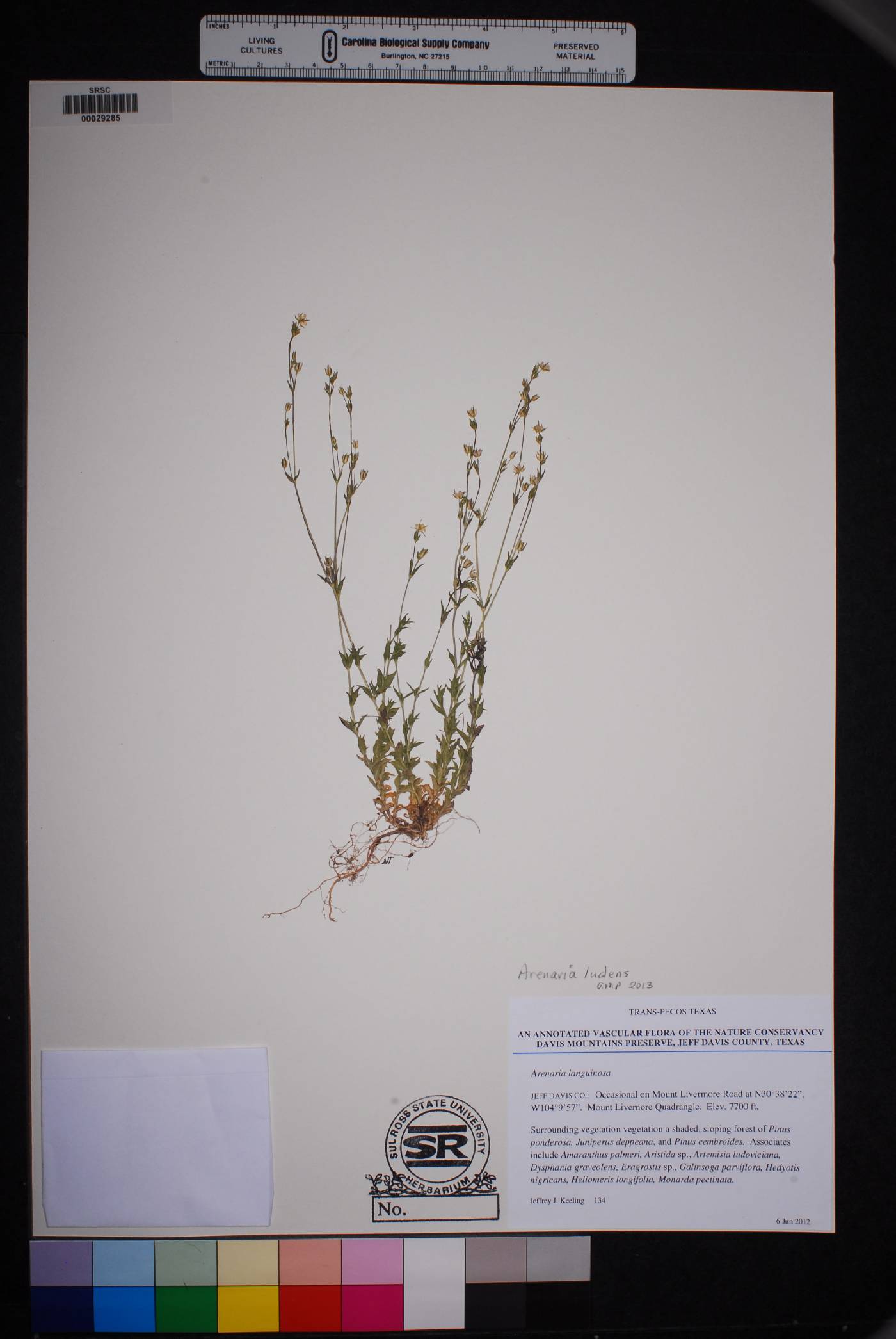 Arenaria ludens image