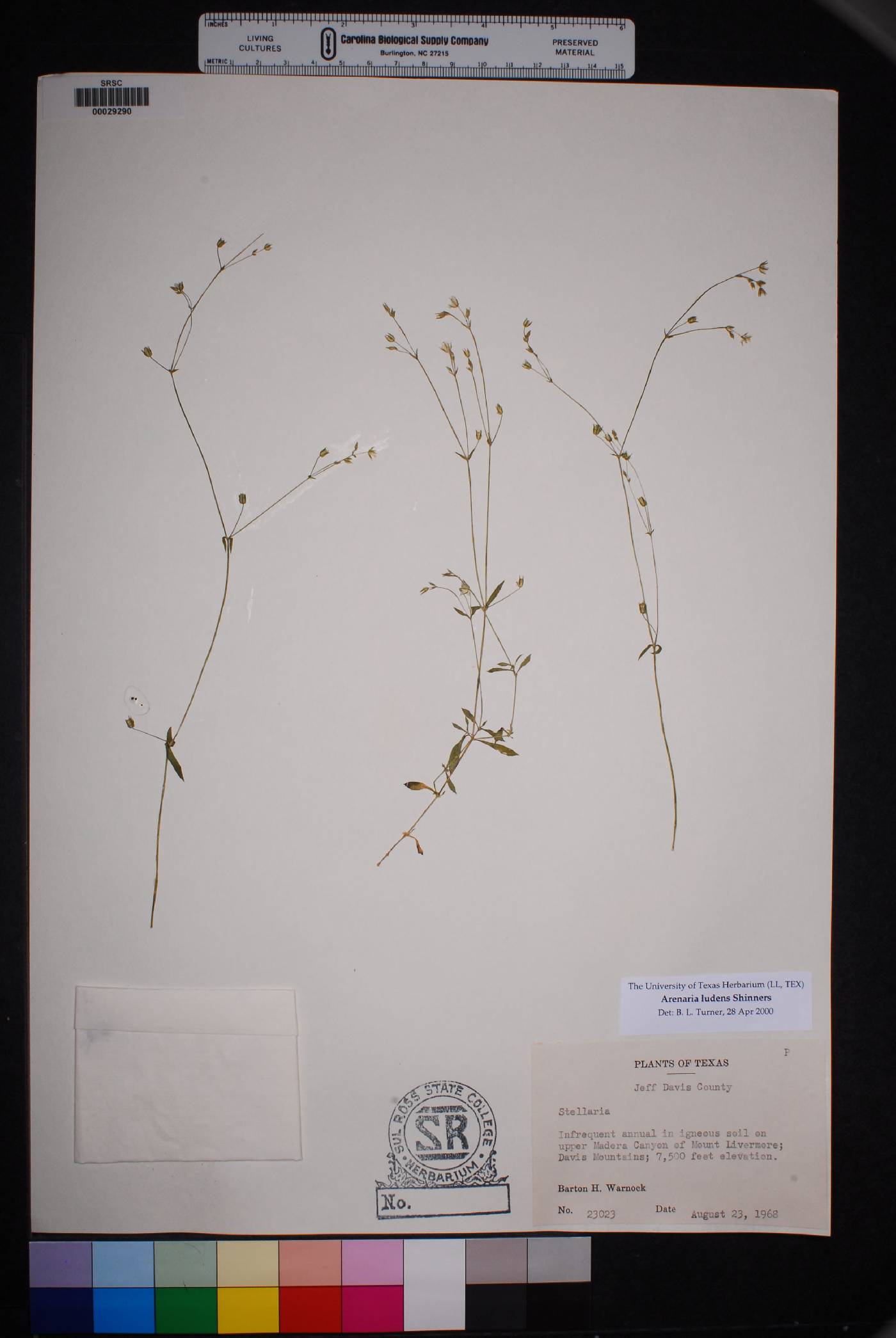 Arenaria ludens image
