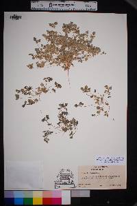 Drymaria pachyphylla image