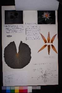 Nymphaea gracilis image
