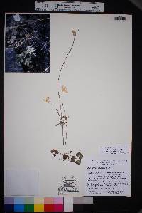 Anemone tuberosa image