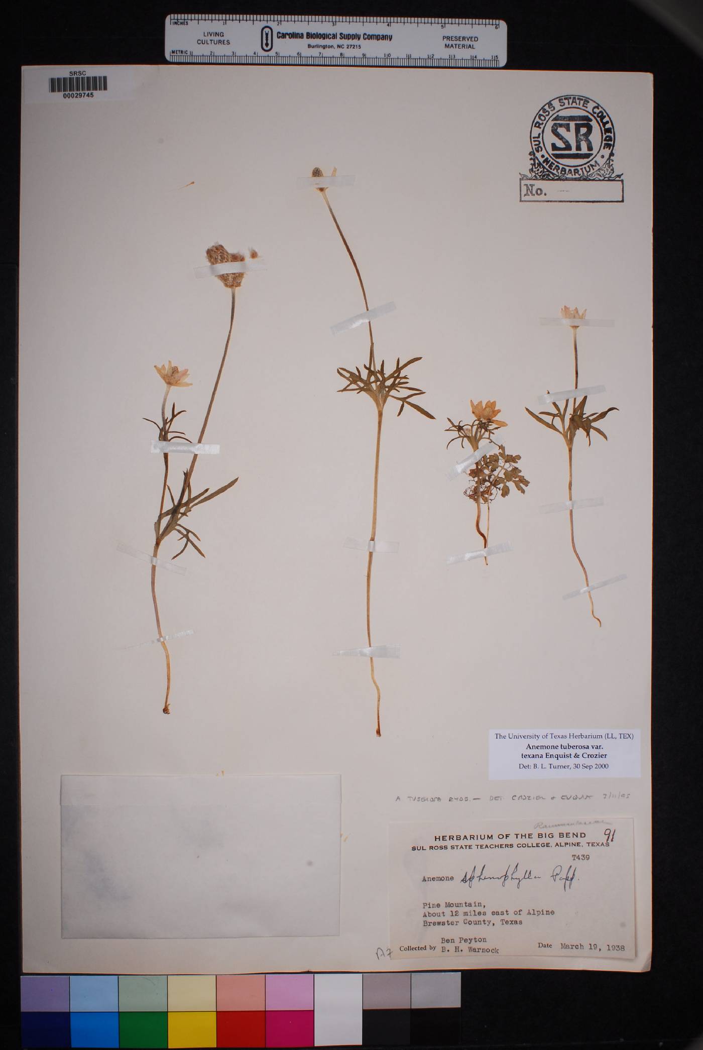 Anemone tuberosa var. texana image