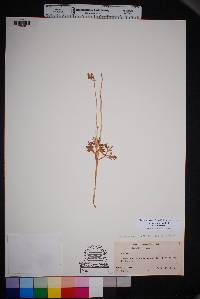 Anemone tuberosa var. tuberosa image
