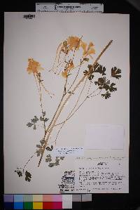 Aquilegia longissima image