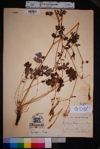 Aquilegia longissima image