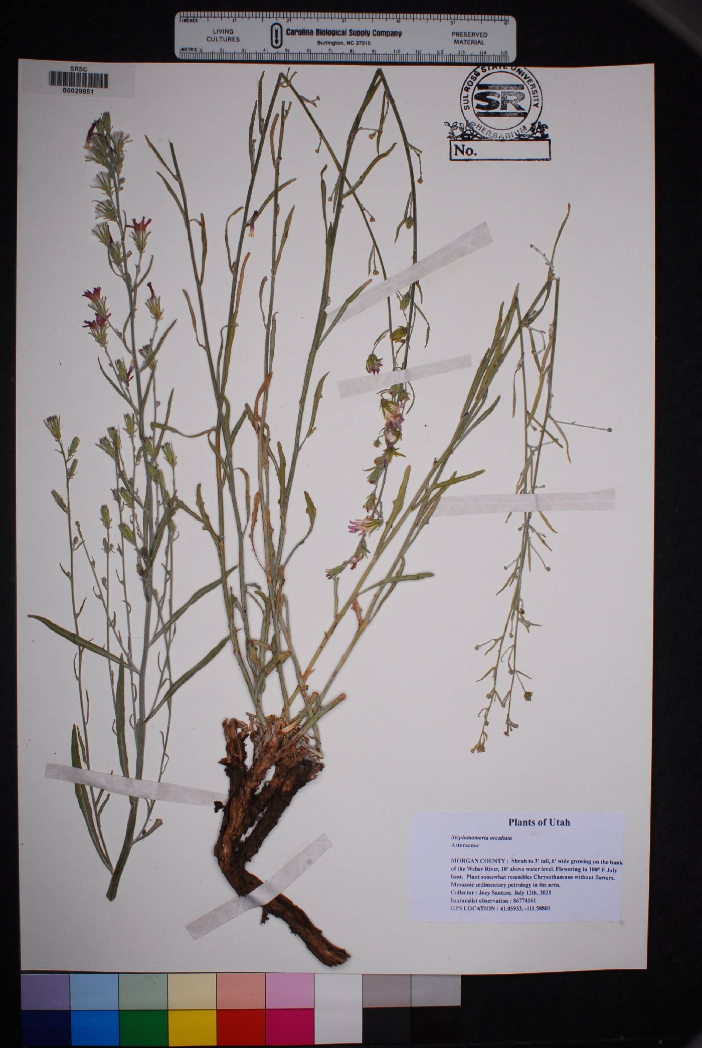 Stephanomeria occultata image