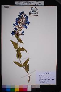 Penstemon glaber image