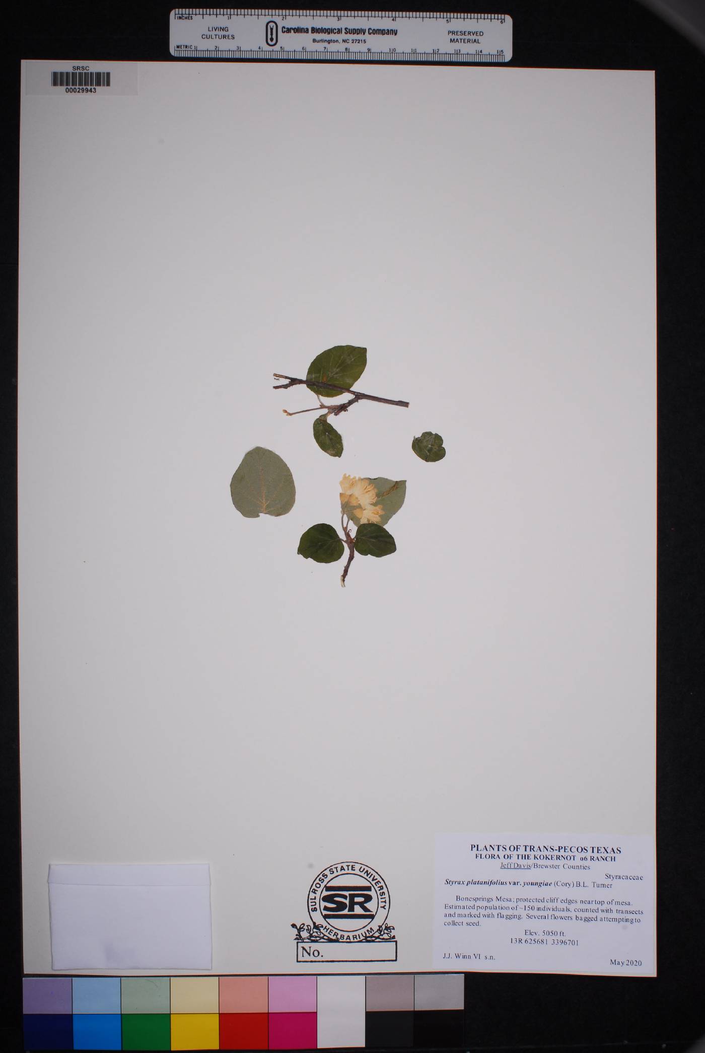Styrax platanifolius subsp. youngiae image