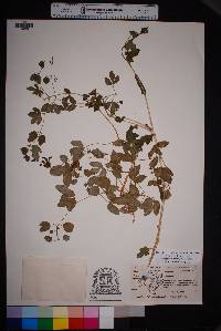 Clematis pitcheri var. dictyota image