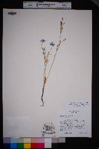 Delphinium ajacis image