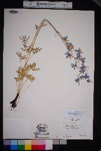 Delphinium madrense image