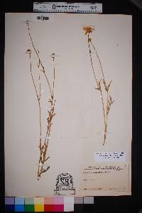 Ranunculus fascicularis image