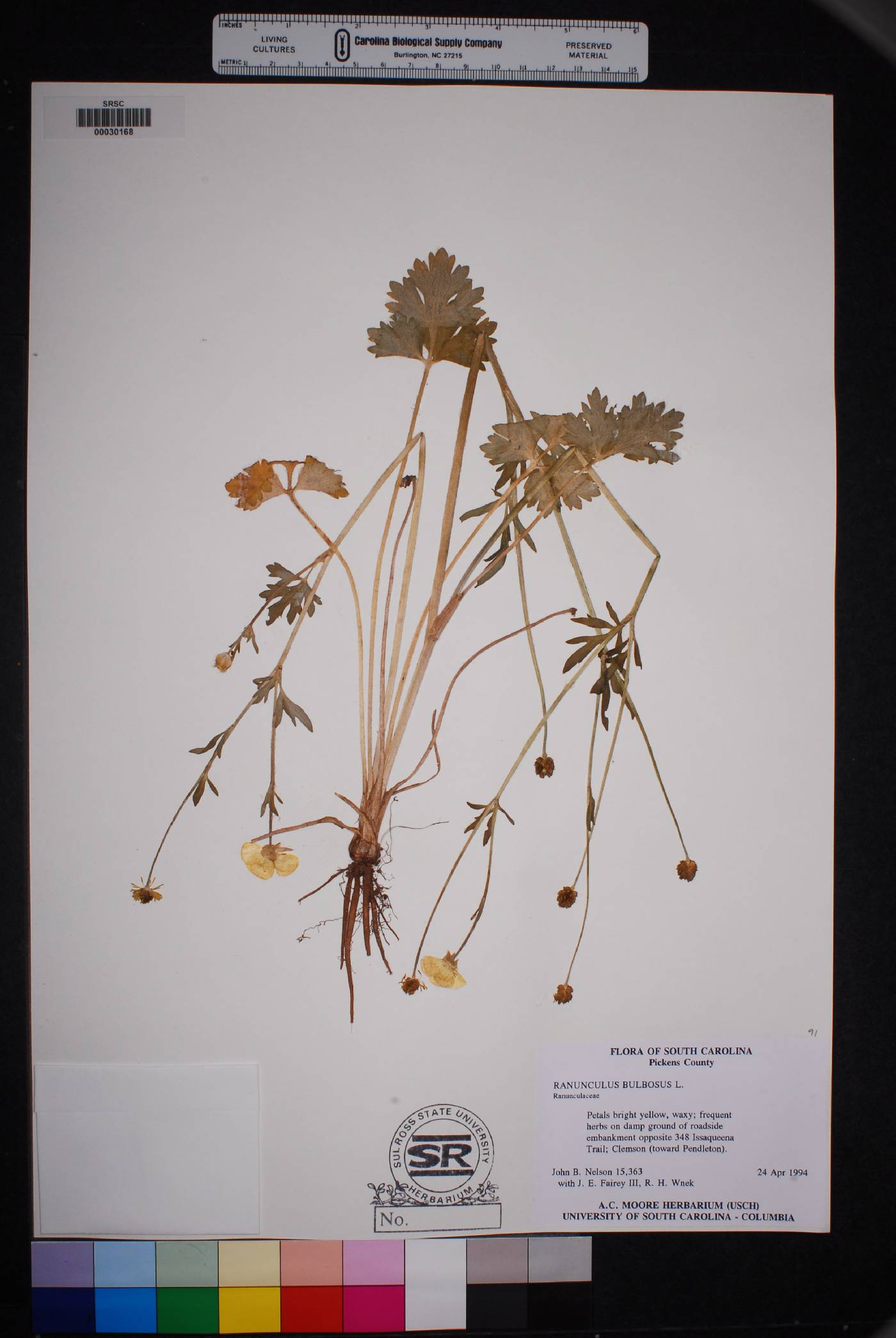 Ranunculus bongardii image