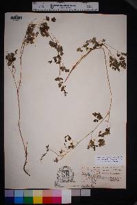 Thalictrum fendleri image