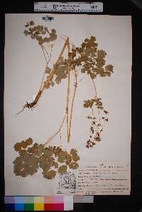 Thalictrum fendleri image