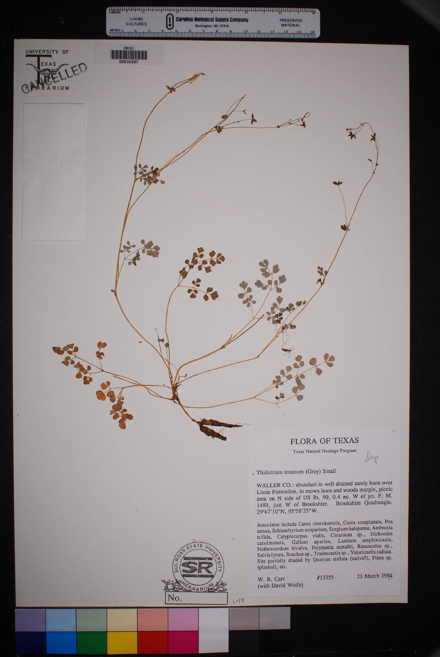 Thalictrum texanum image