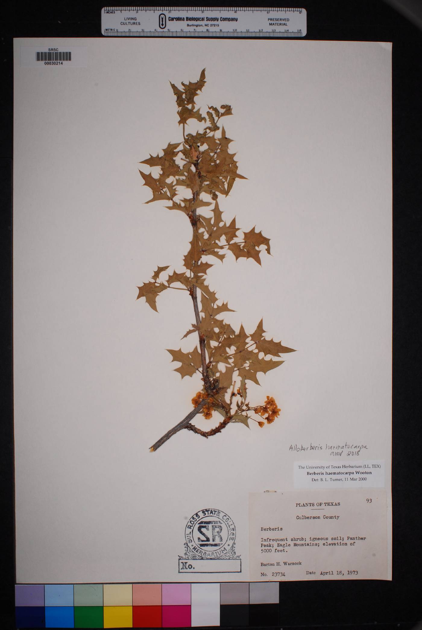 Alloberberis haematocarpa image