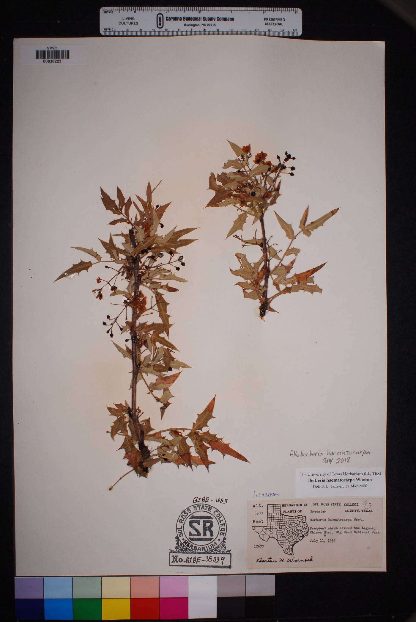 Alloberberis haematocarpa image