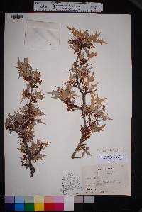 Alloberberis trifoliolata image