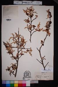 Alloberberis trifoliolata image