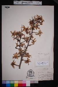 Alloberberis trifoliolata image