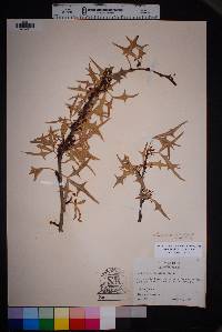 Alloberberis trifoliolata image