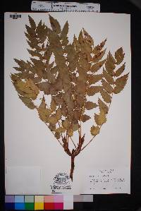 Mahonia nervosa image