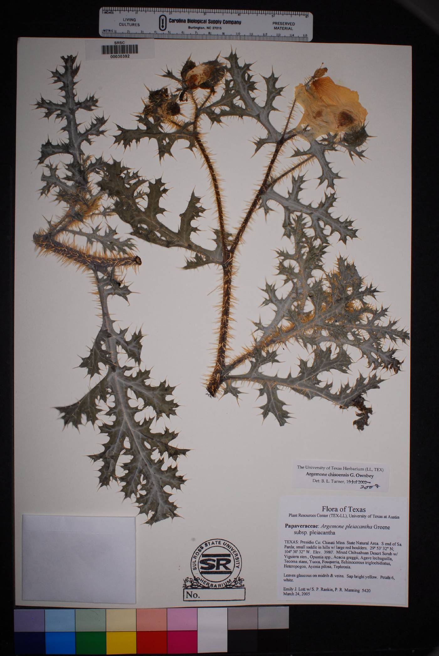 Argemone chisosensis image