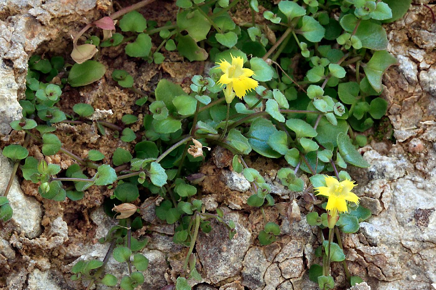 Erythranthe chinatiensis image