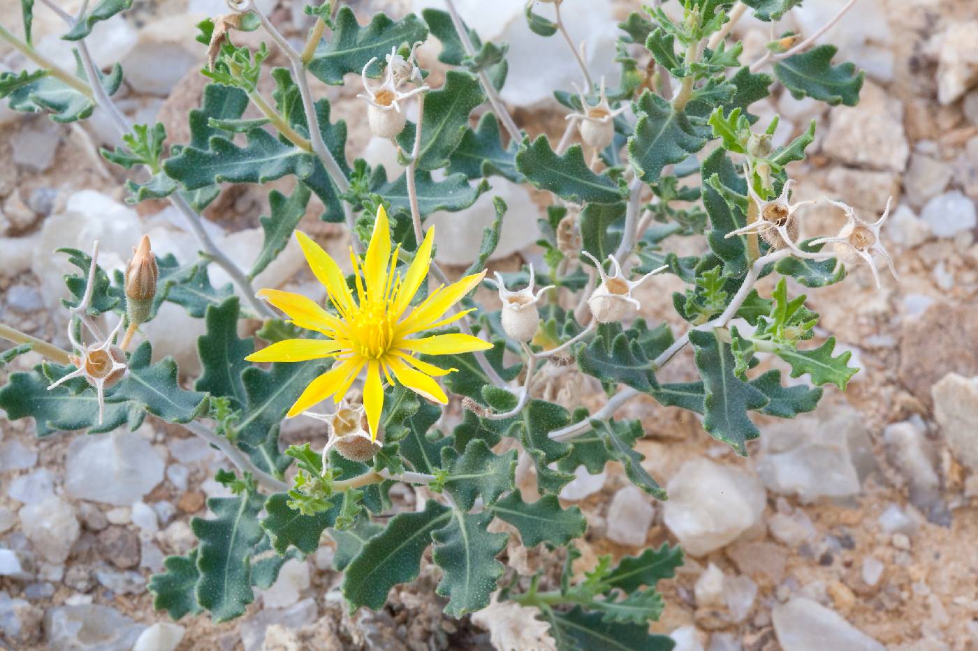 Mentzelia mexicana image