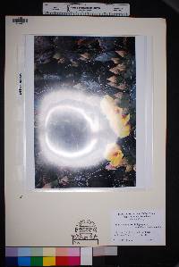 Opuntia azurea var. diplopurpurea image