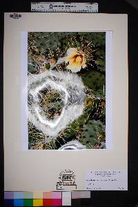 Opuntia azurea var. discolor image