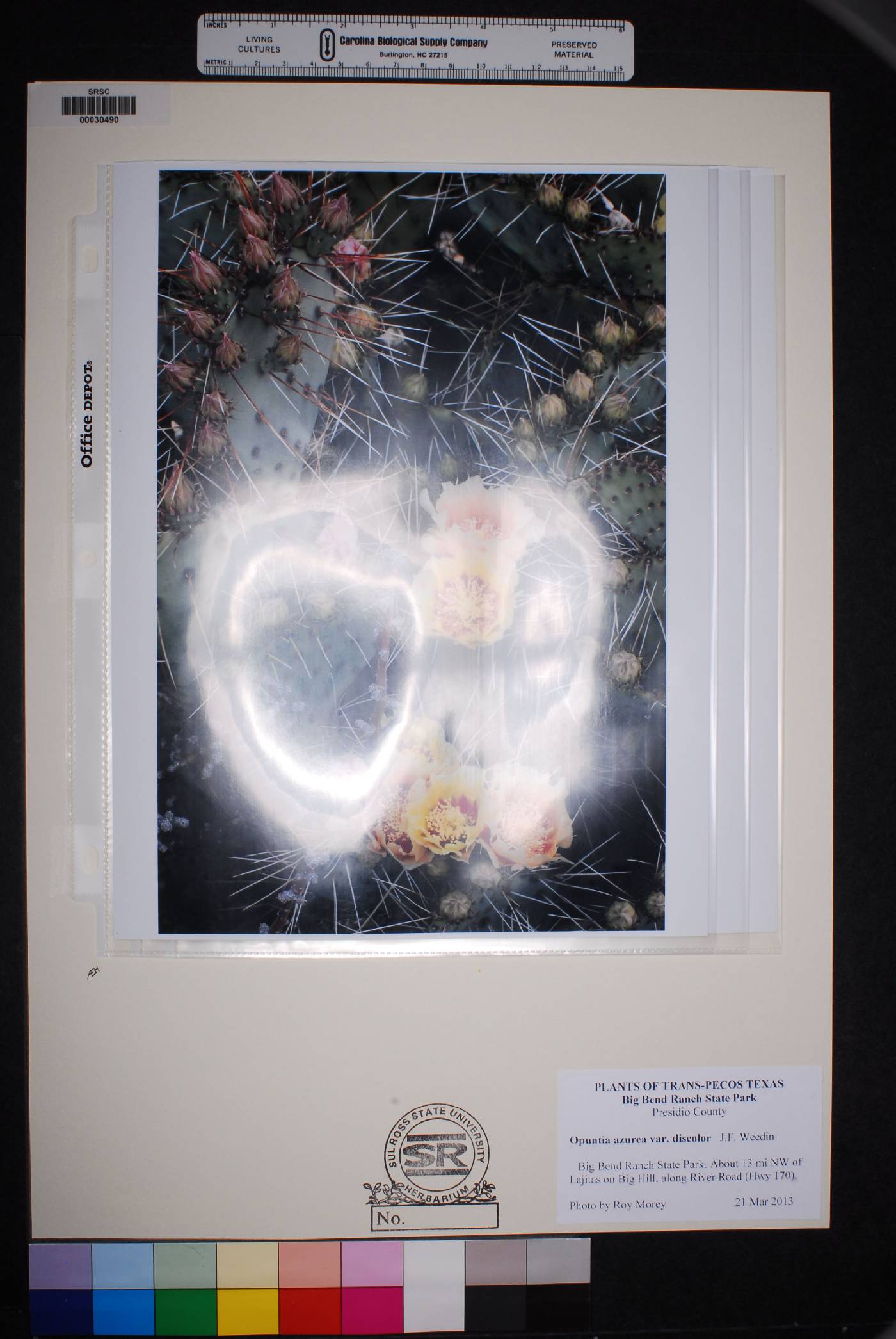 Opuntia azurea image
